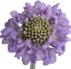 Stallion Concrete Color - Scabiosa