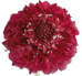 Stallion Concrete Color - Scabiosa