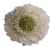 Stallion Concrete Color - Scabiosa