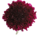 Stallion Concrete Color - Scabiosa