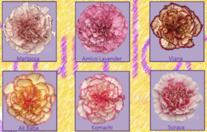 Stallion Concrete Color - Carnation
