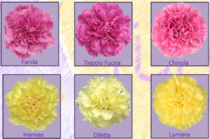 Stallion Concrete Color - Carnation