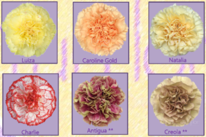 Stallion Concrete Color - Carnation