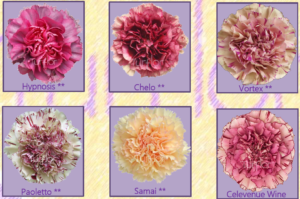 Stallion Concrete Color - Carnation