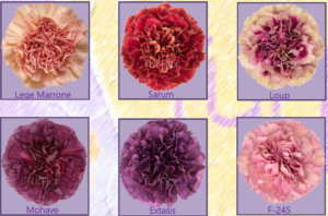 Stallion Concrete Color - Carnation