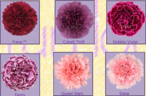Stallion Concrete Color - Carnation