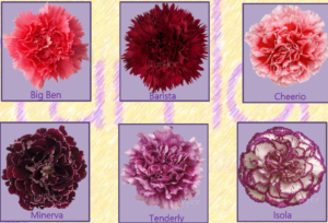 Stallion Concrete Color - Carnation