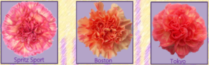 Stallion Concrete Color - Carnation