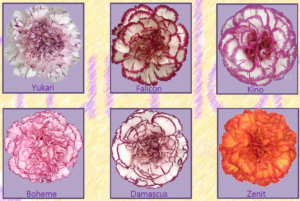 Stallion Concrete Color - Carnation