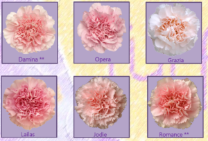 Stallion Concrete Color - Carnation