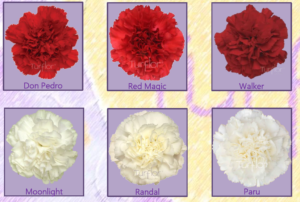 Stallion Concrete Color - Carnation