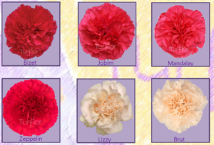 Stallion Concrete Color - Carnation