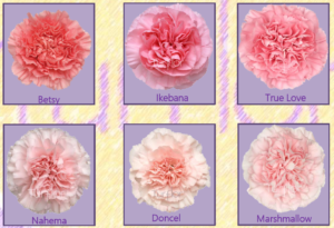 Stallion Concrete Color - Carnation