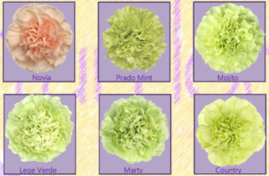 Stallion Concrete Color - Carnation