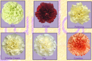 Stallion Concrete Color - Carnation