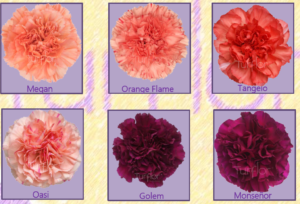 Stallion Concrete Color - Carnation