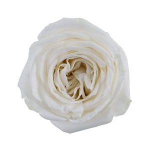 Stallion Concrete Color - Roses – Cream & White
