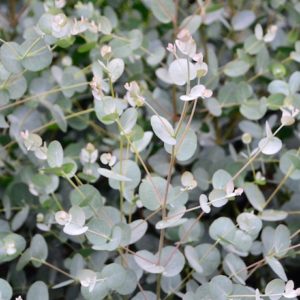 Stallion Concrete Color - Eucalyptus