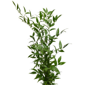 Stallion Concrete Color - Vine and Draping Greenery