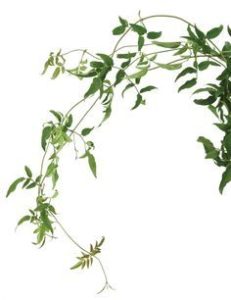 Stallion Concrete Color - Vine and Draping Greenery