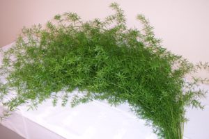 Stallion Concrete Color - Vine and Draping Greenery