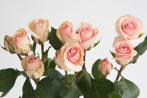 Stallion Concrete Color - Spray Roses