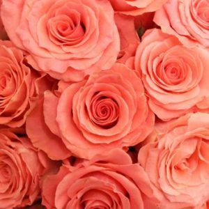 Stallion Concrete Color - Roses – Orange & Coral