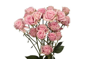 Stallion Concrete Color - Spray Roses