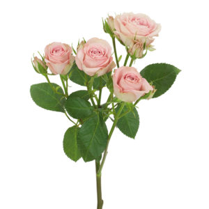Stallion Concrete Color - Spray Roses